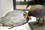 museo di zoologica bologna 8-2022 4576